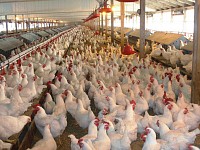 В Татарстане построят крупный комплекс по переработке мяса птицы
