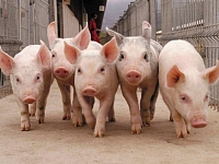 В Башкирии открылся свиноводческий селекционно-гибридный центр