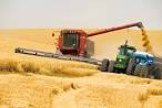 В России намолочено 107,3 млн тонн зерна