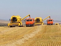 В России намолочено 104,4 млн тонн зерна