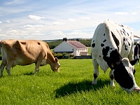 Восемь фермерских хозяйств появятся в Калужской области