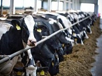 Калужская область получила новую роботизированную молочную ферму