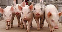 В Башкирии открылся свиноводческий селекционно-гибридный центр