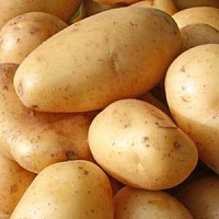 ГМО-картофель теперь будут выращивать и в Беларуси
