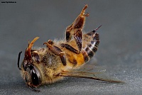 Безответственное поведение фермеров погубило много пчел на Львовщине