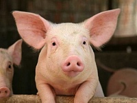 Новый свиноводческий комплекс появится в Тульской области
