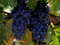 Виноградари и виноделы Крыма объединились в некоммерческом союзе
