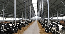 В Амурской области появится крупный молочный комплекс