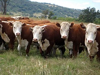 Минсельхоз: В 2014 году произведено почти 13 млрд тонн скота и птицы
