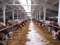 Роботизированная молочная ферма в Рязанской области появится в 2015 году
