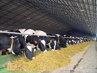 Первая роботизированная молочная ферма появилась в Приморье