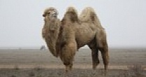 Минсельхоз одобрил Астраханский тип «Калмыцкой» породы верблюдов