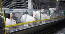 В Братске появится ферма по производству кроличьего мяса