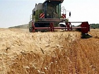 В России намолочено почти 109 млн тонн зерна