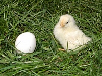 Алтайские птицефабрики за первый квартал произвели 182 млн яиц