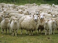 Власти Краснодарского края предложили свиноводам заняться овцеводством
