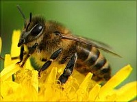 Пестициды и их негативное влияние на пчел