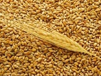 Россия вводит экспортные пошлины на зерно