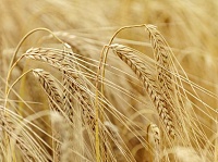 Правительство ввело экспортные пошлины на зерно с 2015 года