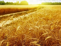 В России намолочено 61,1 млн тонн зерна