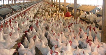 Минсельхоз: Производство мяса птицы увеличилось на 9,7%