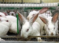 В Ставрополье начала работу новая кролиководческая ферма
