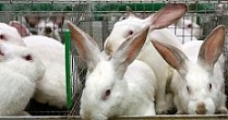 В Ставрополье начала работу новая кролиководческая ферма