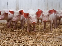 Новый крупный свинокомплекс появится в Кемеровской области в 2016 году