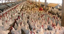 В Татарстане построят крупный комплекс по переработке мяса птицы