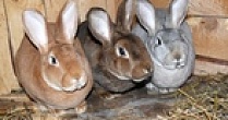 В Пензенской области появится новая кролиководческая ферма