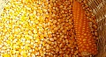 Семена кукурузы сорта Краснодарская 291, СКАП 251 СВ, СКАП 302 СВ