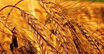 Сорт озимой пшеницы «Алексеевич»