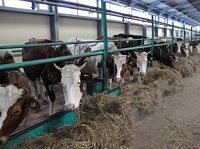В Томской области открылась новая молочная ферма