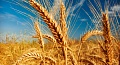 Семена озимой пшеницы, ячменя, тритикале