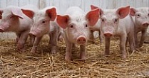 В Волгоградской области построят семь свинокомплексов
