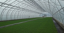 Селекционно-семеноводческий центр появится в Иркутской области к 2017 году