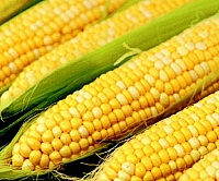 Экспорт отечественной кукурузы существенно повысился