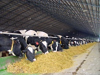 В Белгородской области появятся две новые молочные фермы