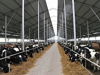 В Амурской области появится крупный молочный комплекс