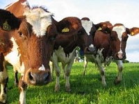 Казахстанские животноводы сократили экспорт мяса в Россию