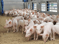 В Липецкой области появятся 24 новые свинофермы