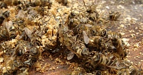 Болезни и вредители пчёл