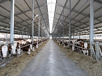 Новый мясо-молочный комплекс появится в Сибири к концу 2015 года