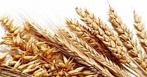Мягкие сорта пшеницы