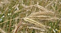 Семена озимой пшеницы, ячменя, тритикале урожай 2014