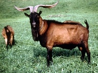 Минсельхоз одобрил «Альпийскую» породу коз