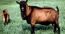Минсельхоз одобрил «Альпийскую» породу коз