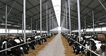 В Пензенской области появится крупный молочно-товарный комплекс