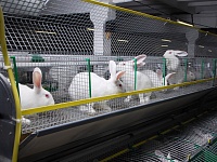 В Братске появится ферма по производству кроличьего мяса