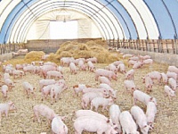 Новый свинокомплекс на Сахалине откроется в апреле 2015 года